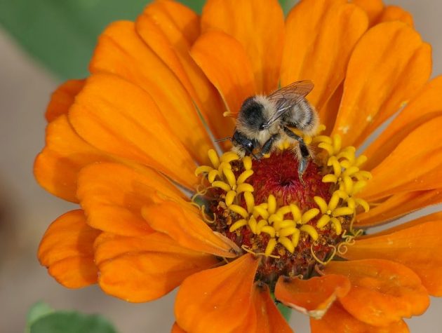 Évente tartható a méhpempő kúra